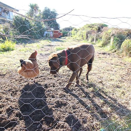 The Red Hen And Dog Hotel Ohope Kültér fotó