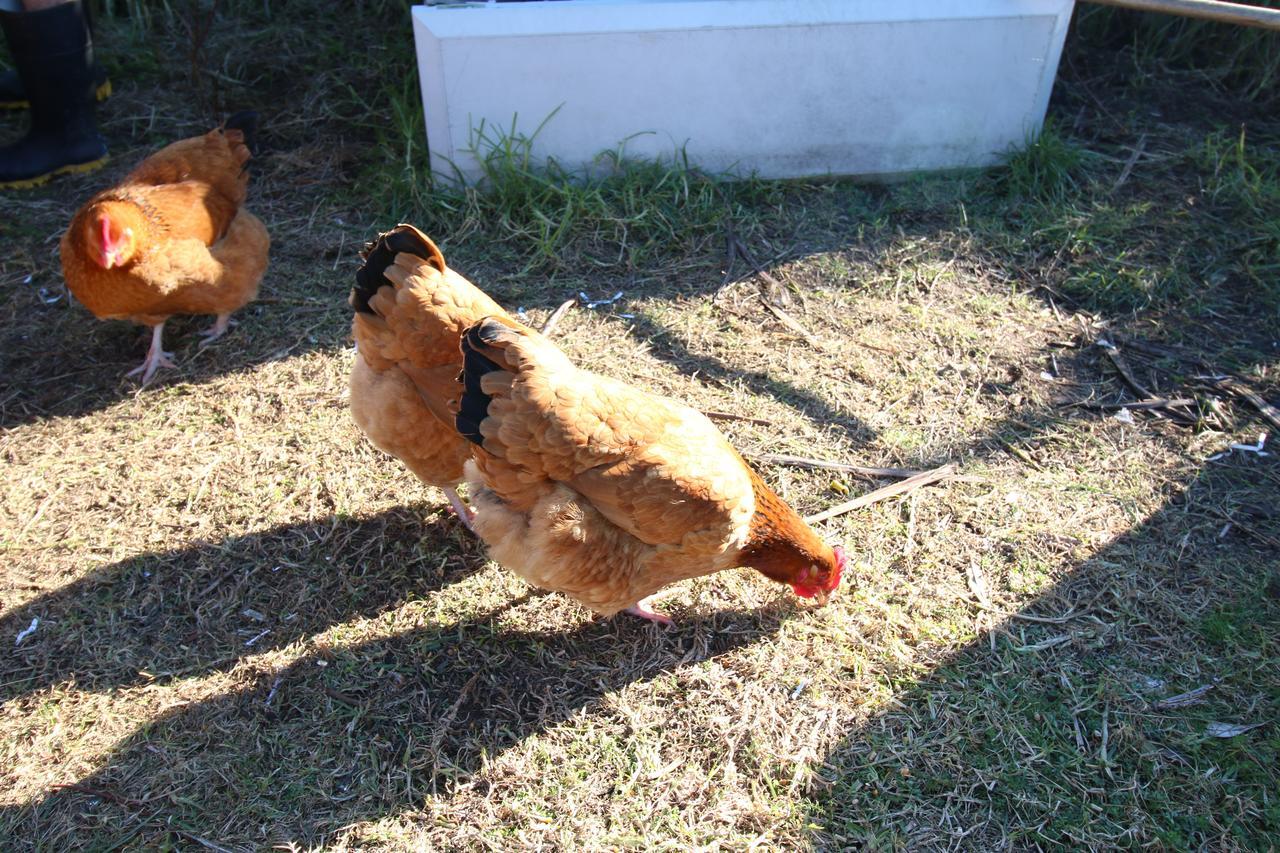 The Red Hen And Dog Hotel Ohope Kültér fotó