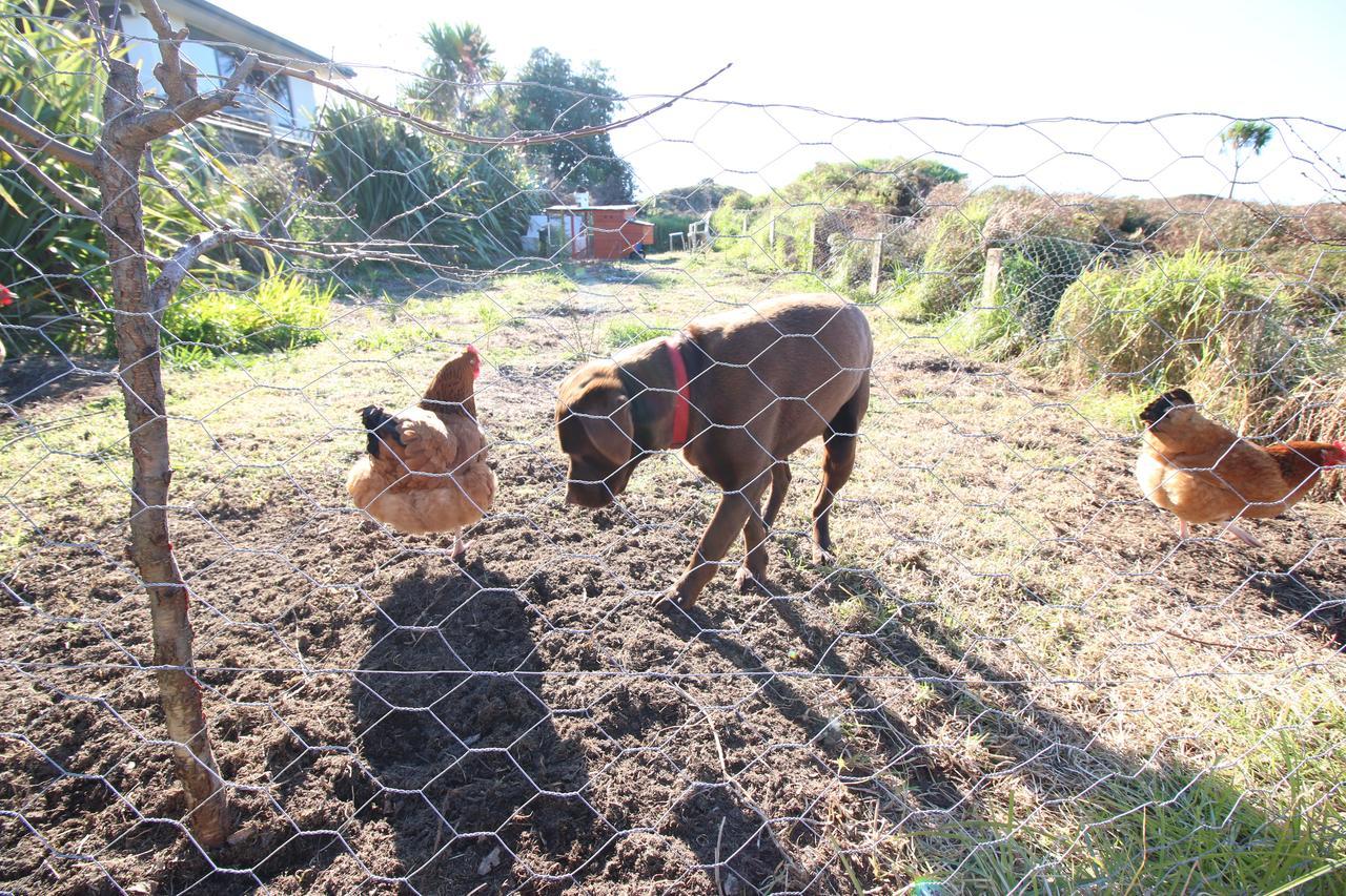The Red Hen And Dog Hotel Ohope Kültér fotó
